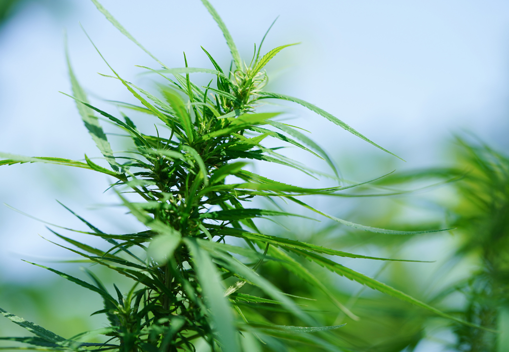 Hanfdämmplatte Universal